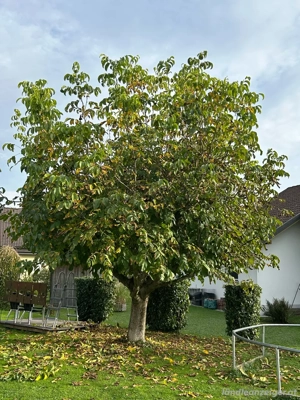 Baumfällung  gegen Holzmitnahme