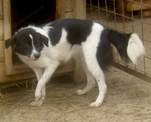 Bubi wartet auf IHR neues Zuhause - NOTFALL Bild 3
