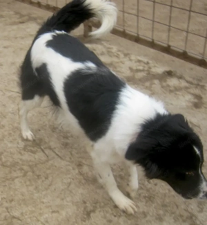 Bubi wartet auf IHR neues Zuhause - NOTFALL Bild 6