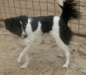 Bubi wartet auf IHR neues Zuhause - NOTFALL Bild 2