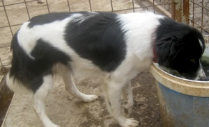 Bubi wartet auf IHR neues Zuhause - NOTFALL Bild 5