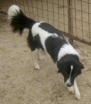 Bubi wartet auf IHR neues Zuhause - NOTFALL Bild 4