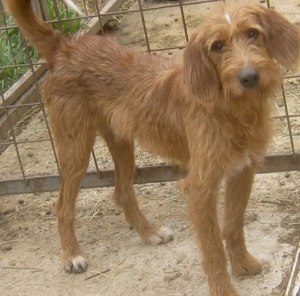 Kabosu wünscht sich ein warmes Plätzchen Bild 2
