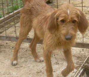 Kabosu wünscht sich ein warmes Plätzchen Bild 3