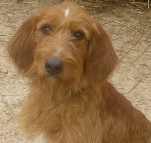 Kabosu wünscht sich ein warmes Plätzchen Bild 4