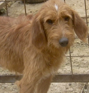 Kabosu wünscht sich ein warmes Plätzchen Bild 6