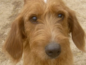 Kabosu wünscht sich ein warmes Plätzchen Bild 5