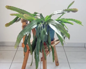 Großer roter Blattkaktus, Epiphyllum, Kaktus, Kakteen Bild 3