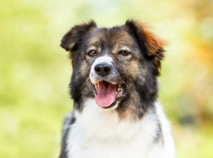 Margo die charmante Einzelprinzessin sucht ihr Königreich Bild 3