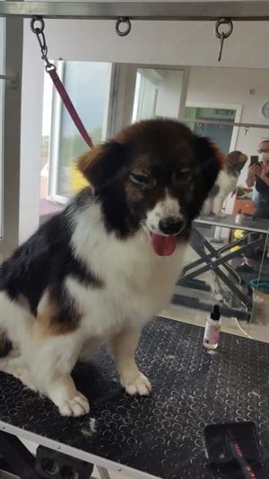 Margo die charmante Einzelprinzessin sucht ihr Königreich Bild 2