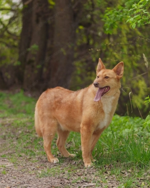 Vesta ist der sanfte Kuschelbär mit großem Herz sucht Ihre Liebe Bild 3