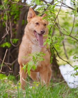 Vesta ist der sanfte Kuschelbär mit großem Herz sucht Ihre Liebe Bild 4