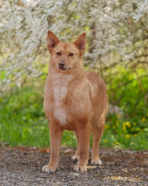 Vesta ist der sanfte Kuschelbär mit großem Herz sucht Ihre Liebe Bild 5