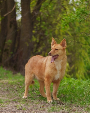Vesta ist der sanfte Kuschelbär mit großem Herz sucht Ihre Liebe Bild 6