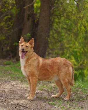 Vesta ist der sanfte Kuschelbär mit großem Herz sucht Ihre Liebe Bild 7