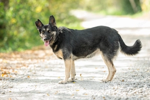 Rayda - die Hündin, die das Leben in vollen Zügen genießt Bild 3