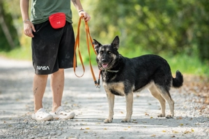 Rayda - die Hündin, die das Leben in vollen Zügen genießt Bild 4