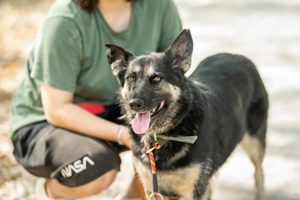 Rayda - die Hündin, die das Leben in vollen Zügen genießt Bild 5