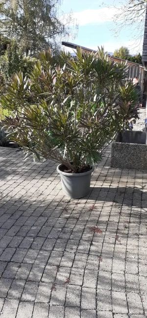 Oleander Strauch Bild 2