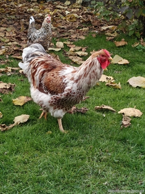 Hahn reinrassig grosse Wyandotte