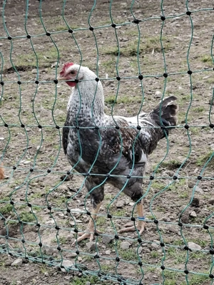 Hähne      Bild 5 Hähne      Bild 5