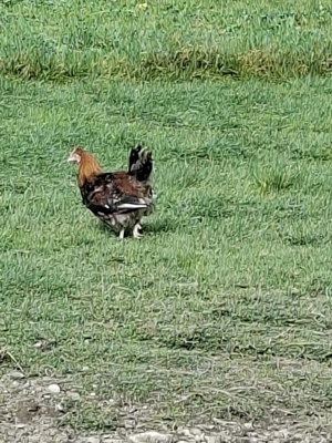 Hähne      Bild 6 Hähne      Bild 6