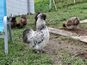 Hähne      Bild 2 Hähne      Bild 2