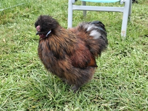 Hähne      Bild 4 Hähne      Bild 4