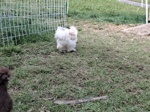 Hähne      Bild 3 Hähne      Bild 3