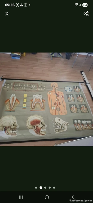 Alte Lehrtafeln 60er 70er Bild 2