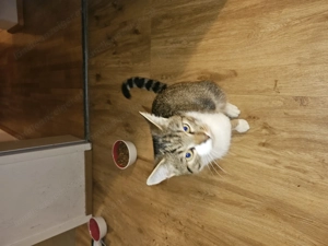 3 Katzen  zum abgeben  Bild 2 3 Katzen  zum abgeben  Bild 2