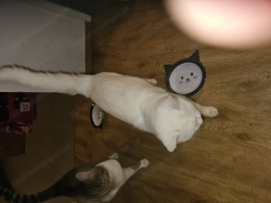 3 Katzen  zum abgeben