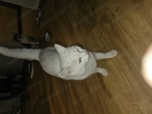 3 Katzen  zum abgeben  Bild 3 3 Katzen  zum abgeben  Bild 3