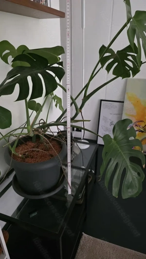 Große Monstera deliciosa abzugeben 