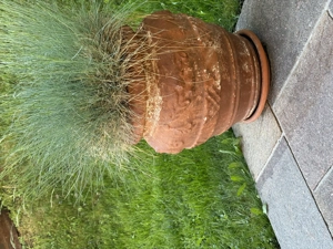 Terrakotta Blumen Topf mit Strauch Pflanze Bild 2