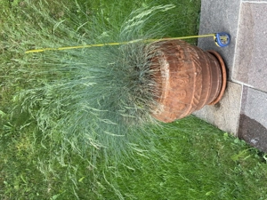 Terrakotta Blumen Topf mit Strauch Pflanze