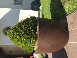 Blumen Topf Plastik WERIT oder Terrakotta Topf Bild 2