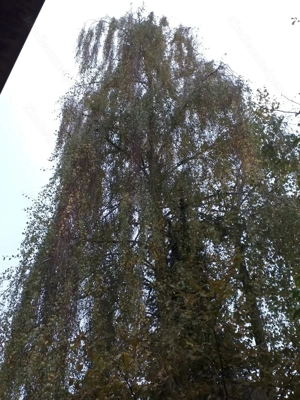 Birkenholz zu verkaufen