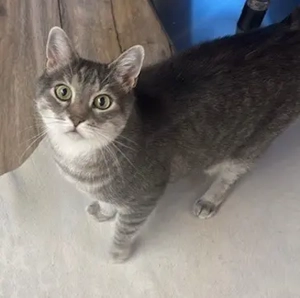 kater vermisst   bitte helfen!