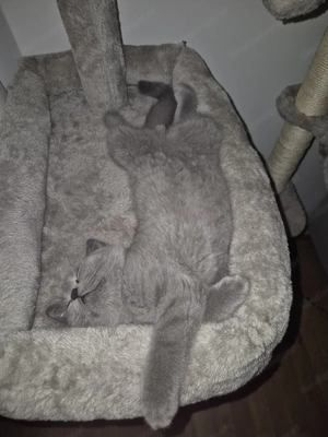 British Kurzhaar 5 Monate Bild 2