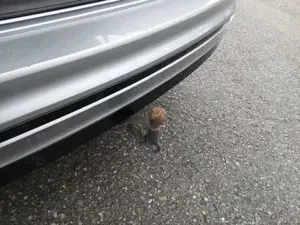 Volkswagen Tiguan Bild 20