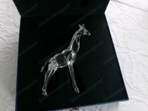 Swarovski Babygiraffe,