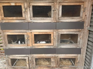 Hasenstall mit neun Boxen