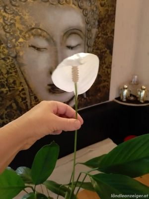 Zimmerpflanze Einblatt 