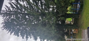 4x Fichte Tannen  Baum 25 bis 30 m