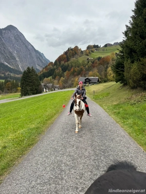 verlässliche langfristige Zweitreiterin gesucht Bild 3