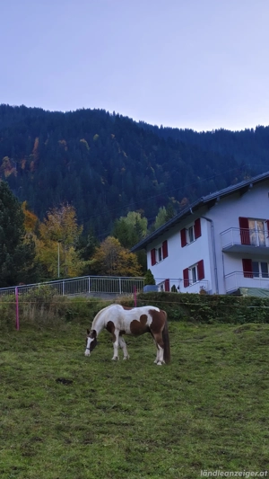 verlässliche langfristige Zweitreiterin gesucht Bild 2