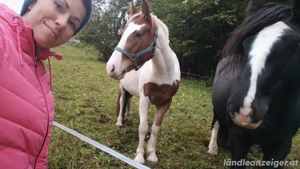 verlässliche langfristige Zweitreiterin gesucht