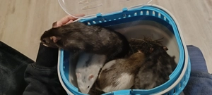 4 Ratten Männchen suchen ein neues Zuhause