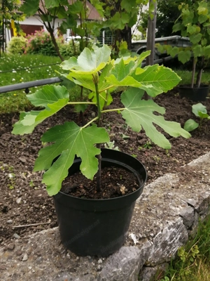 Feigenbaum zu verkaufen Bild 3